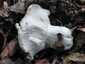 Földtoló galambgomba (Russula delica), Pilis
